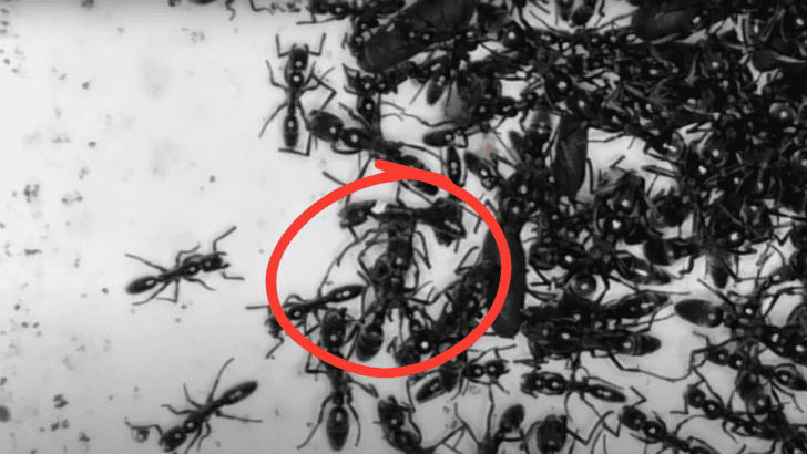 Ants Discovered Using Natural Antibiotics to Treat Infected Wounds