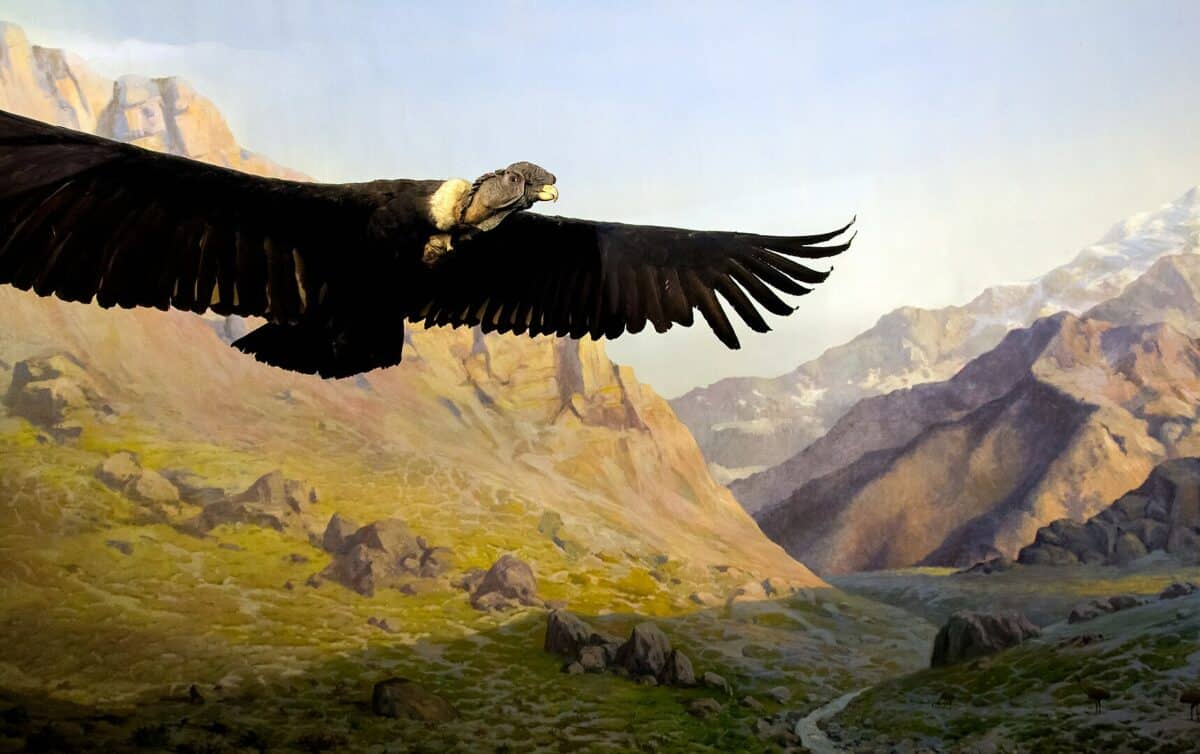 Andean Condor in Andes Mountains