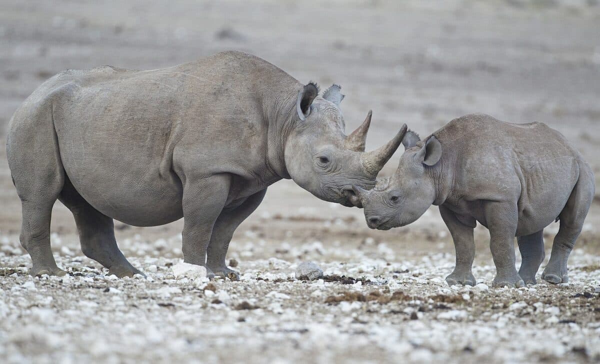 Black Rhino with baby