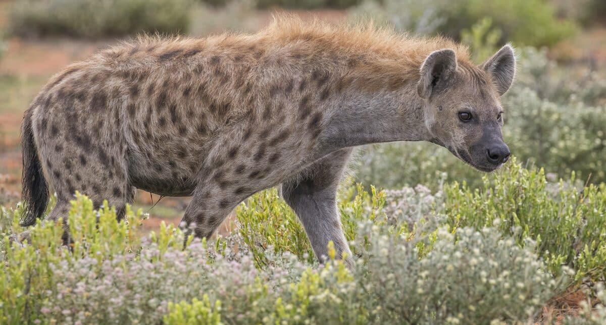 hyena 