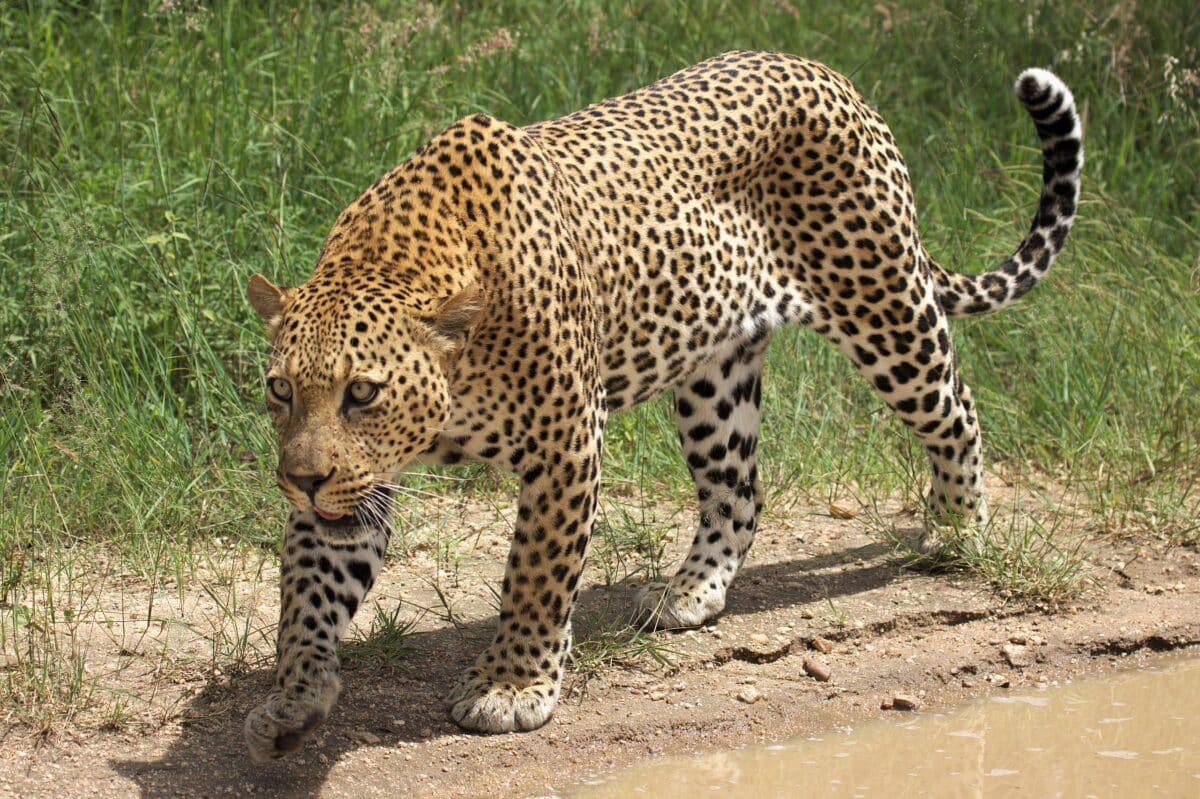 Africa Leopard from South Africa
