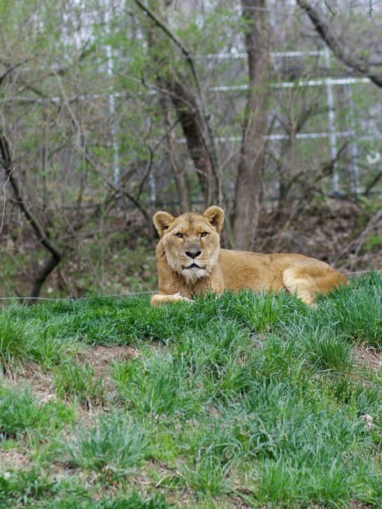 Man Has A Bad Day At The Zoo