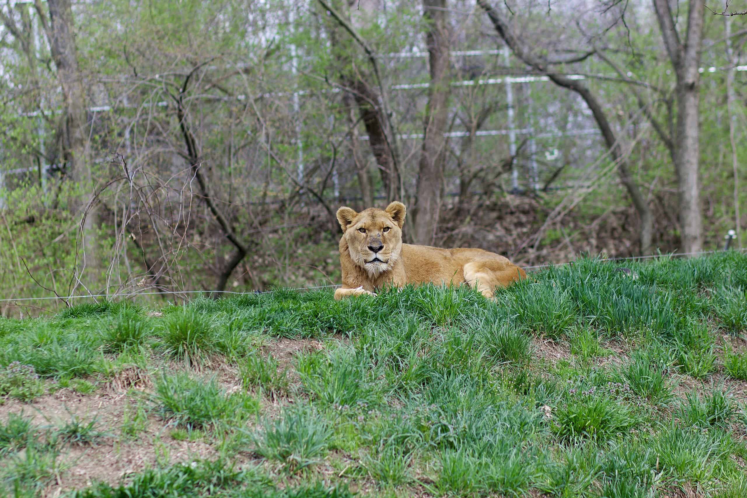 lion at zoo