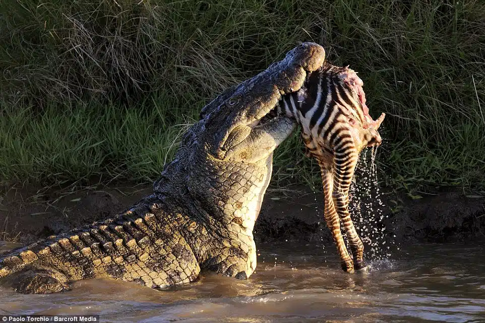 Crocodile Predatory Tactics in Zebra Attack