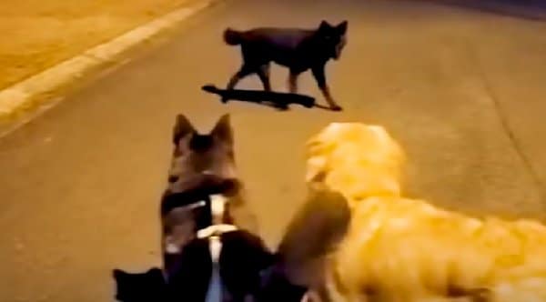 Coyote playing with neighborhood dogs