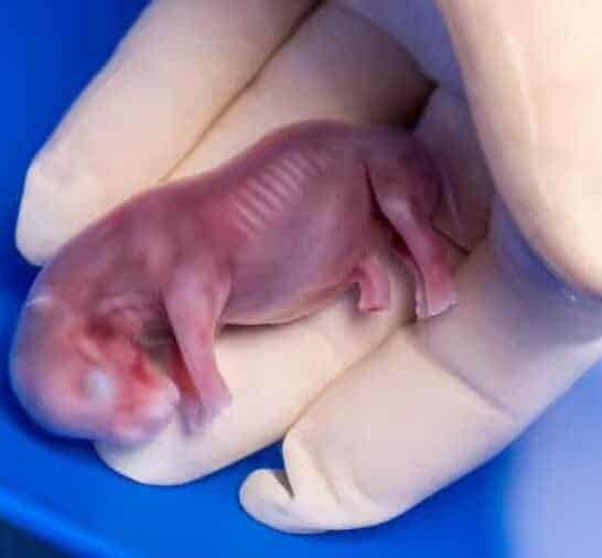 Racing Extinction: Two Northern White Rhinos Remain – First IVF Pregnancy Offers Hope