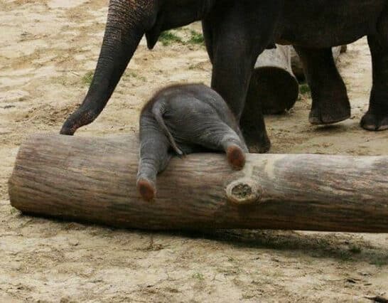 Hangry Baby Elephant had a Rough Day