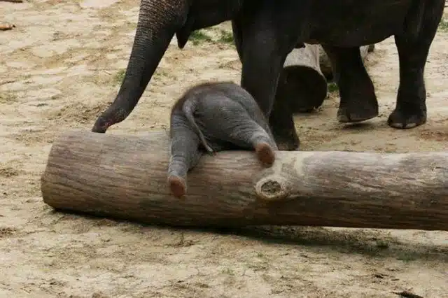 Hangry baby elephant