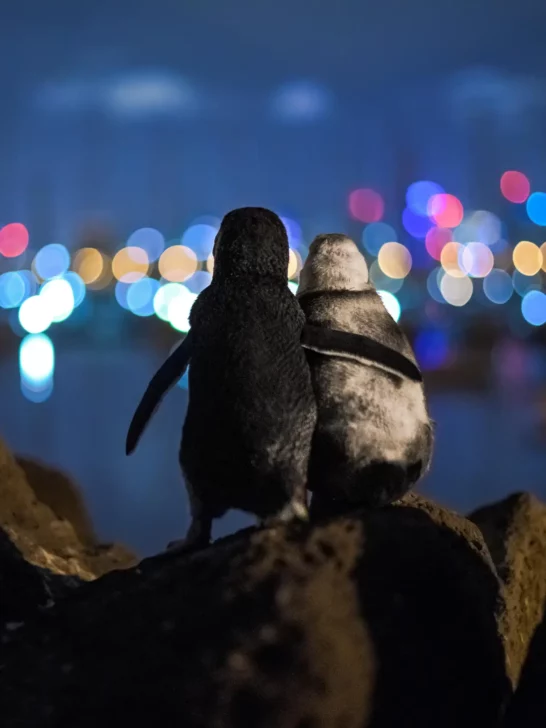 Photographer Captures Touching Scene of Two Widowed Penguins Admiring Melbourne&rsquo;s Skyline