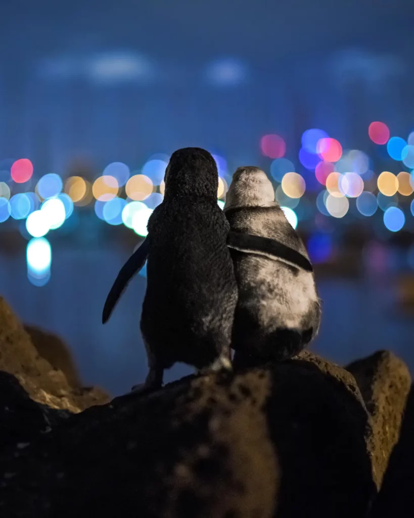 Widowed Penguins Admiring Melbourne