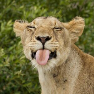 Watch Hilarious Video of Lion Surprises Rhino
