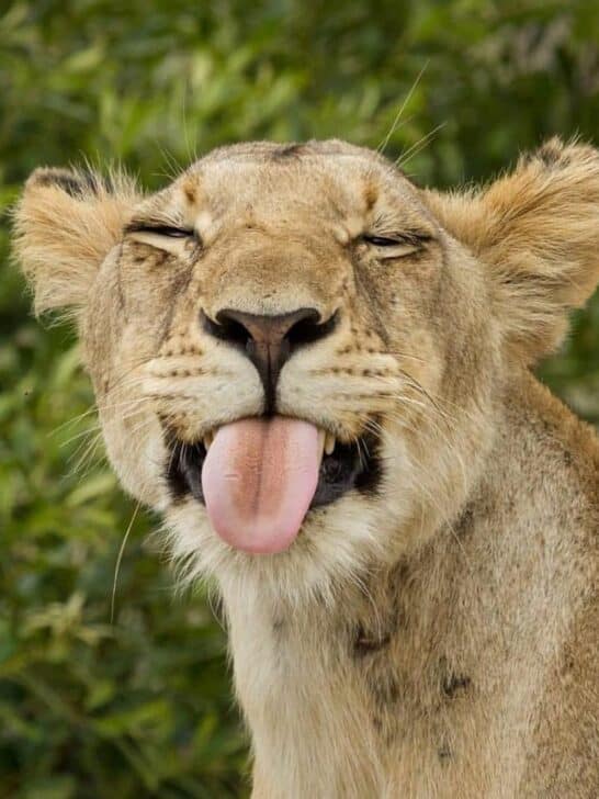 Watch Hilarious Video of Lion Surprises Rhino