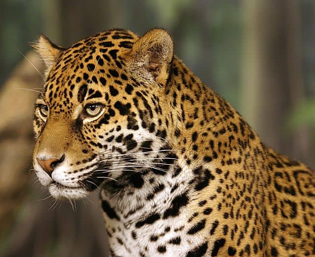 wild jaguar head shot