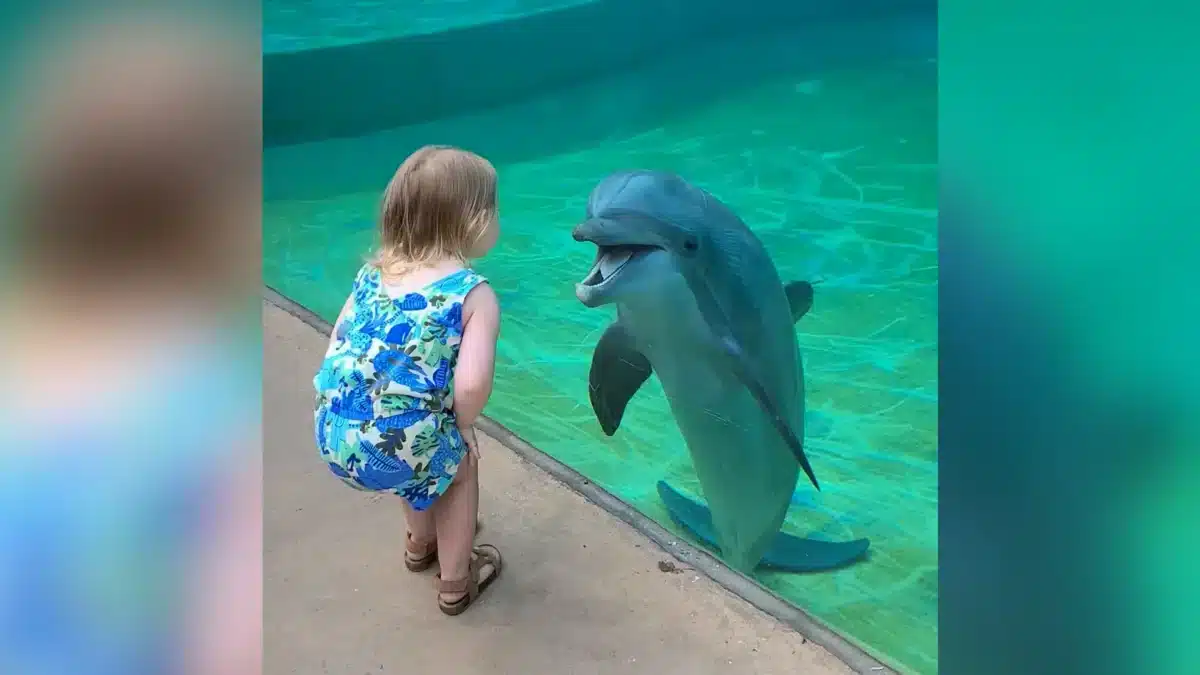 Little girl and super social dolphin stop to have a sweet chat
