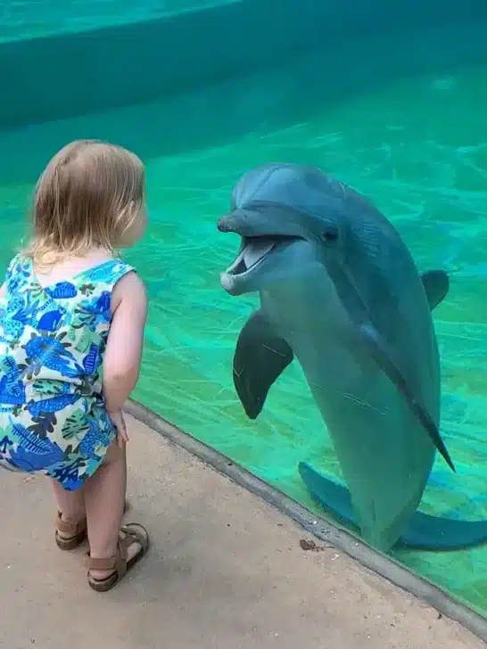 Watch: Little girl and Super Social Dolphin Stop to have a Sweet Chat