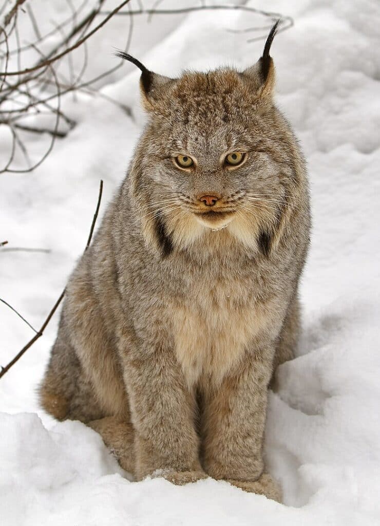The Canadian Lynx