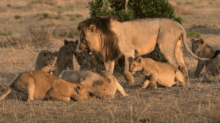 Young Lions&rsquo; First Hunt Captured in Emotional Footage