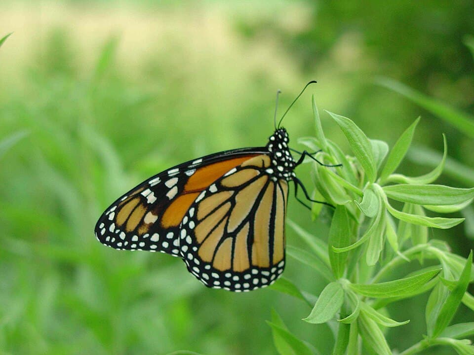 Monarch Butterfly on green plant