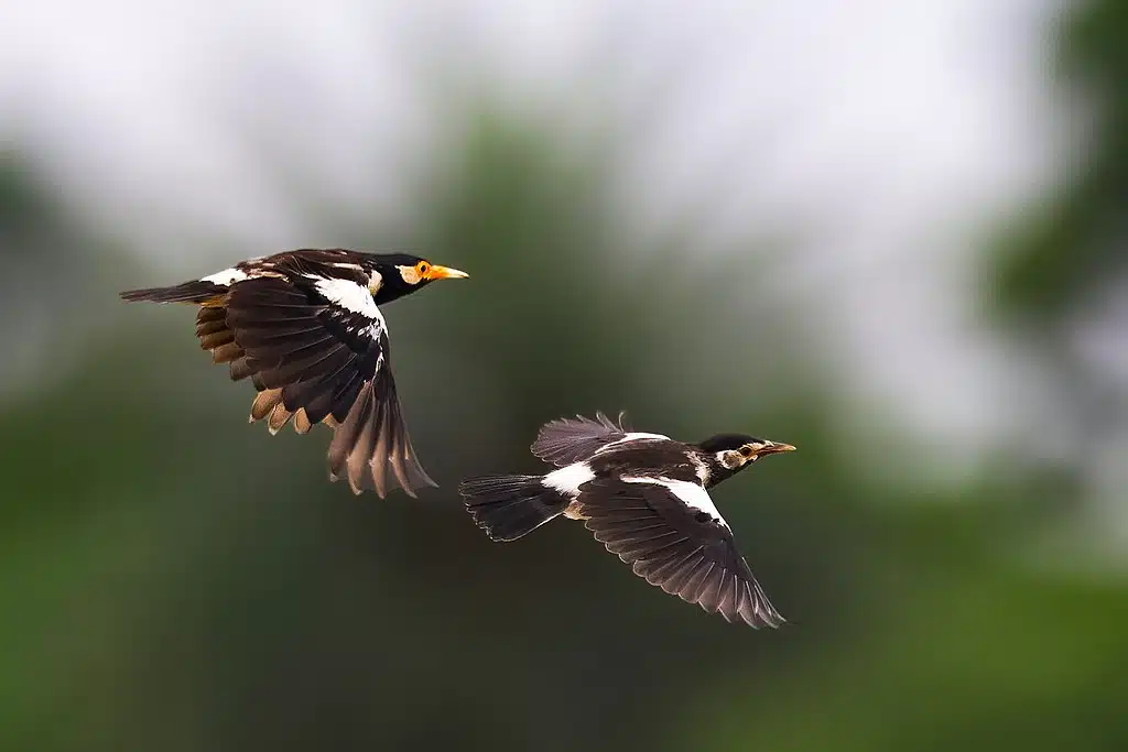 Starlings