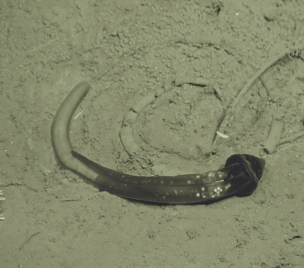 Acorn worm