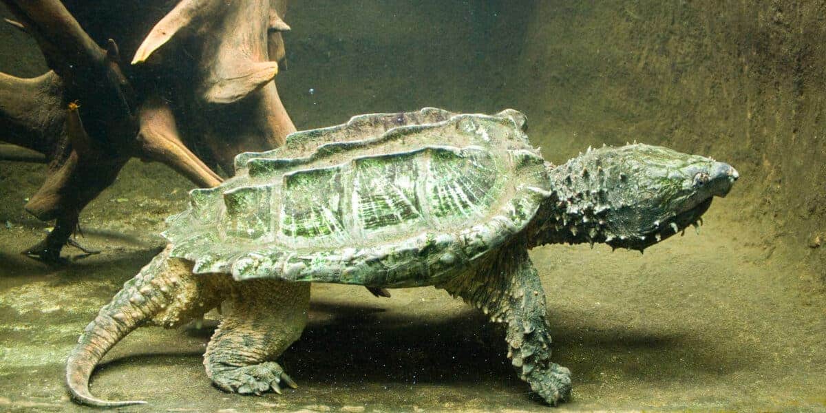 Alligator snapping turtle