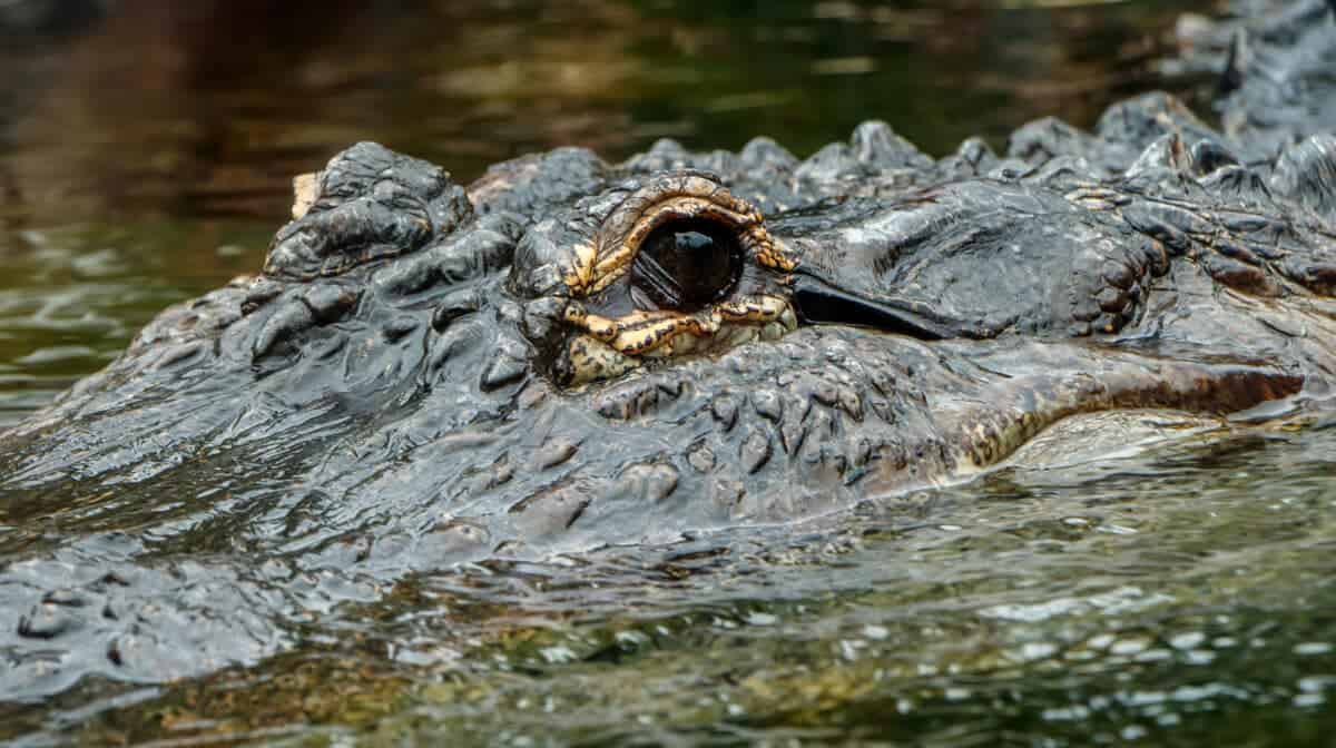 american alligator