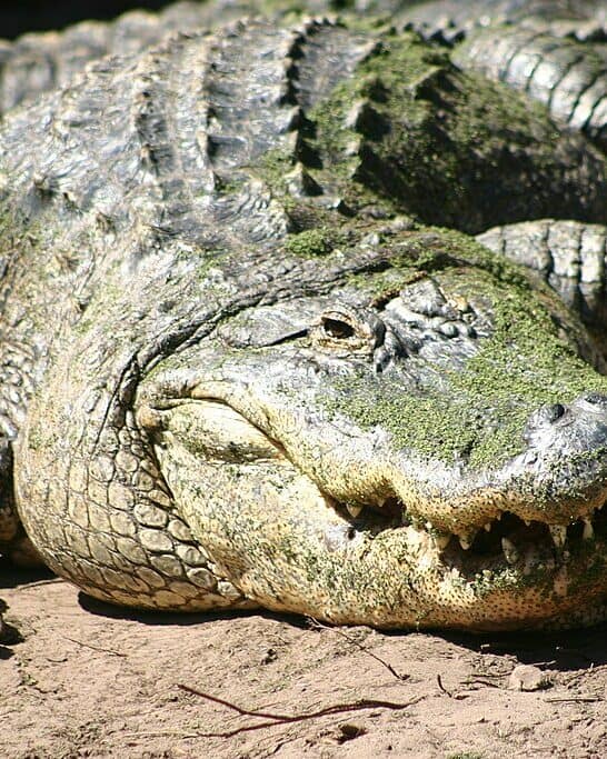 Meet The 20 Most Popular Animals Of Florida