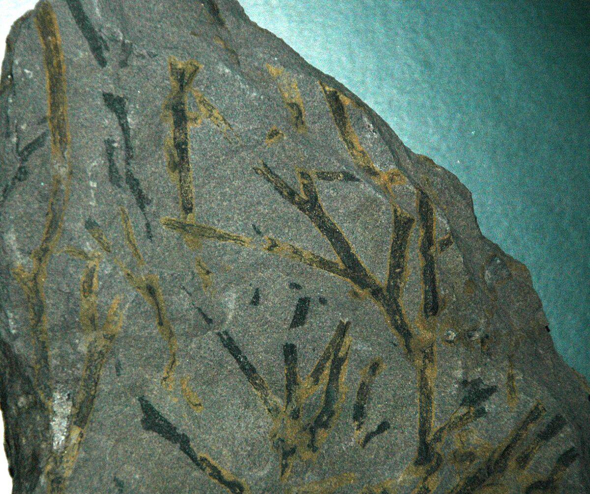 progymnosperms