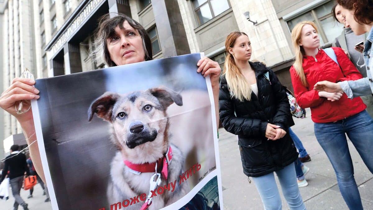Animal welfare