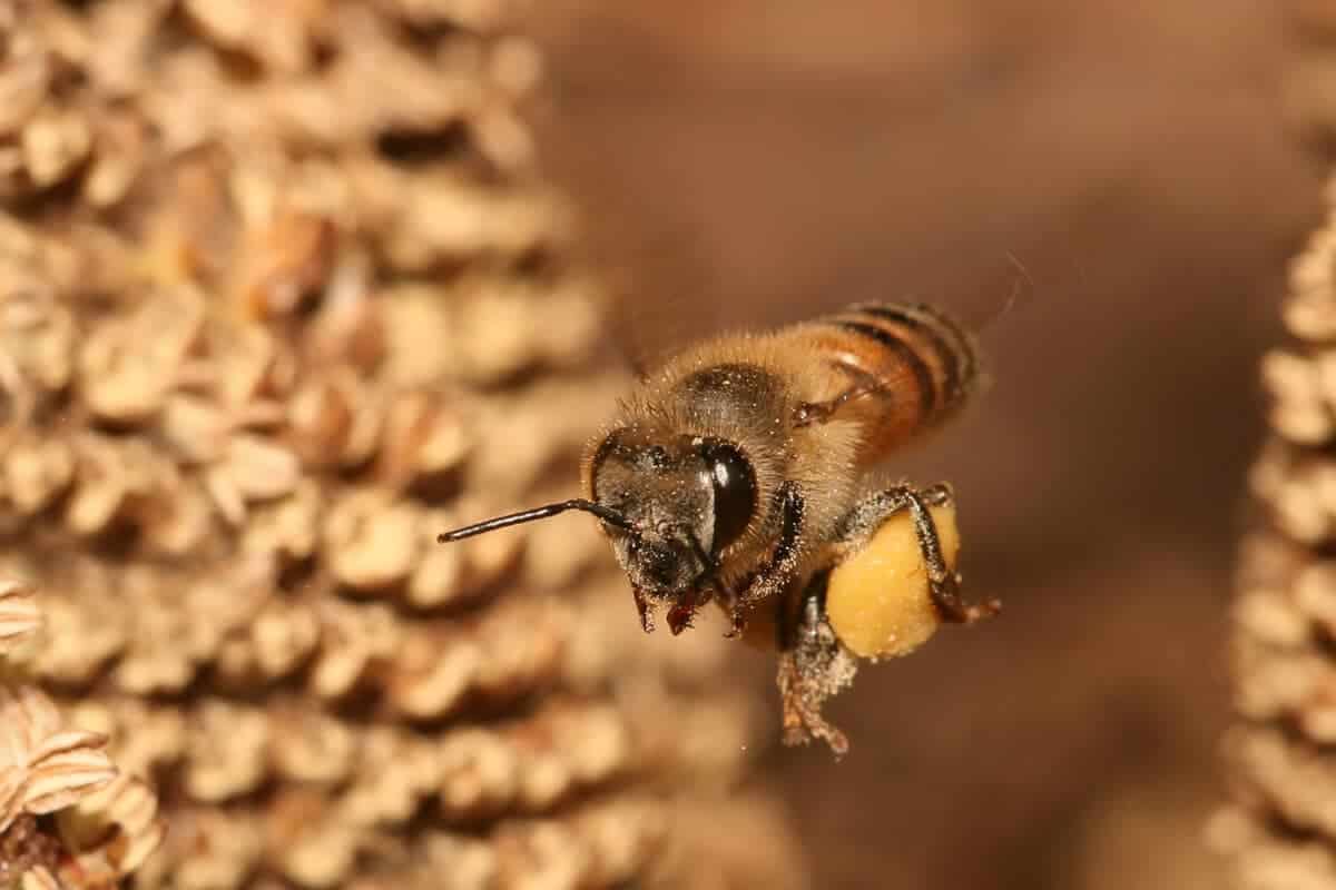 bees