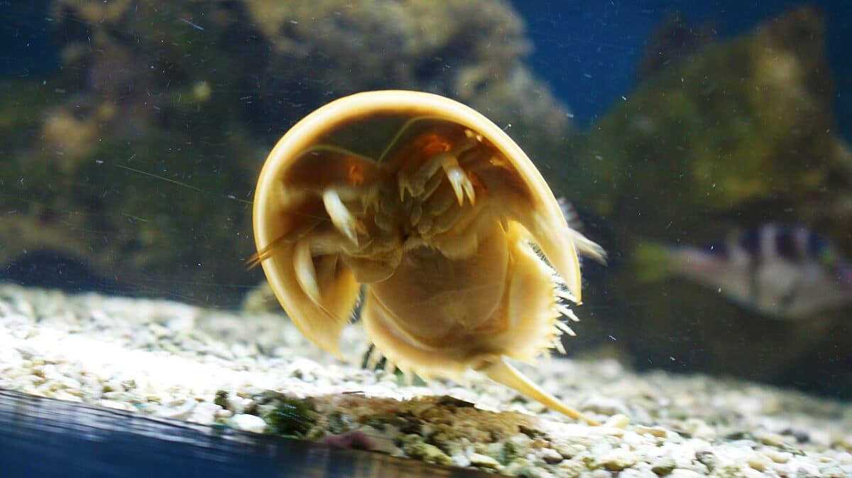 horseshoe crab