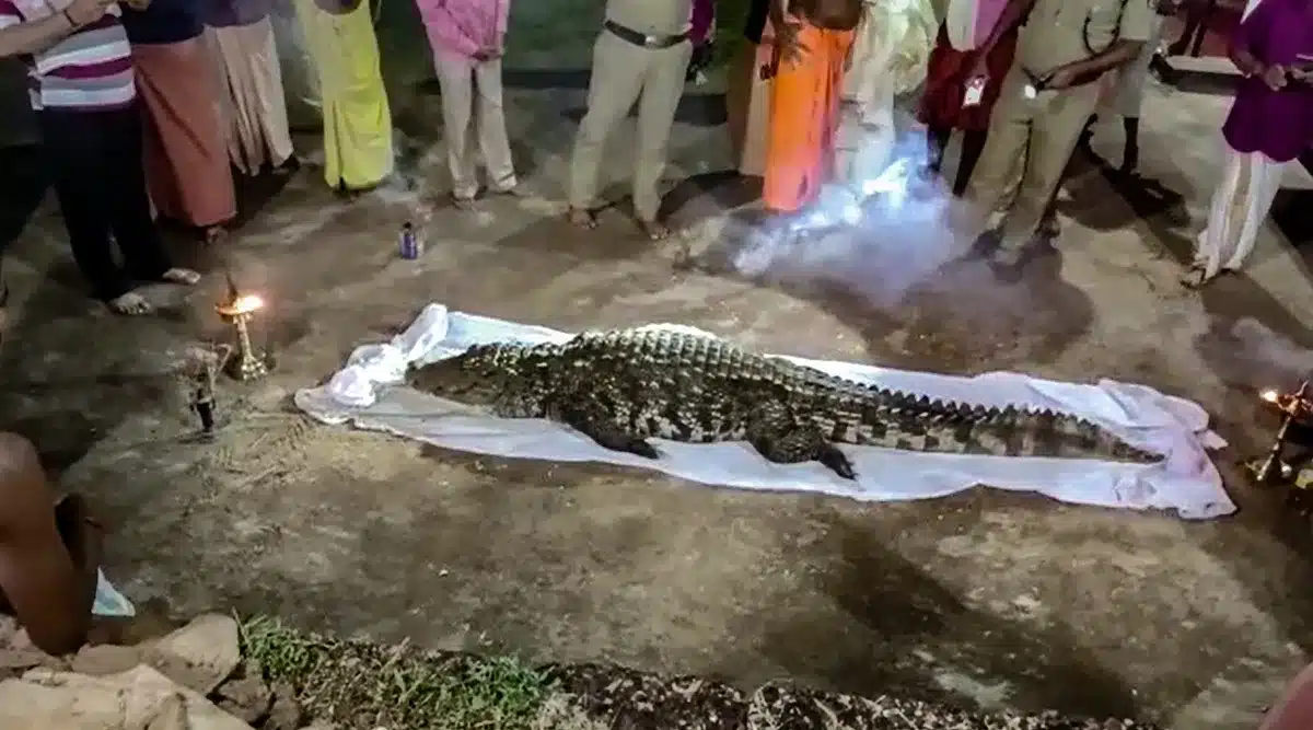 vegetarian crocodile