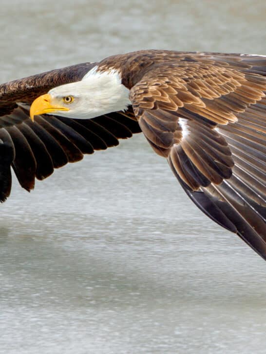 Bald Eagle Hotspots: The 10 Best States to Spot Them