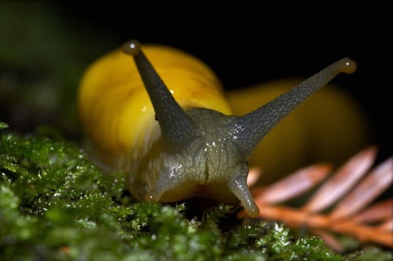 banana slug