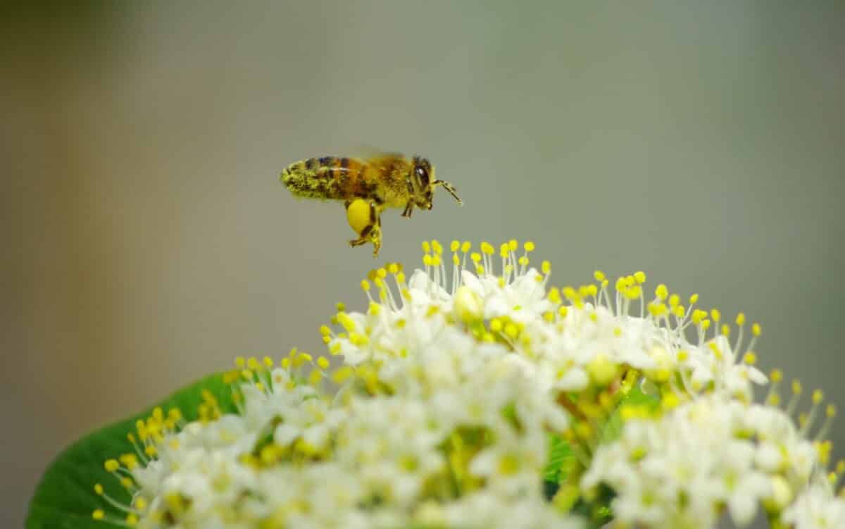 bee on flower