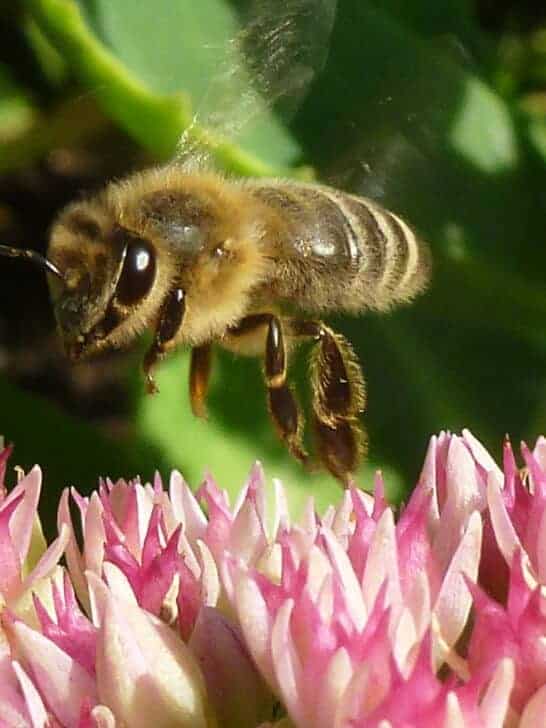US Bee Populations on the Rise