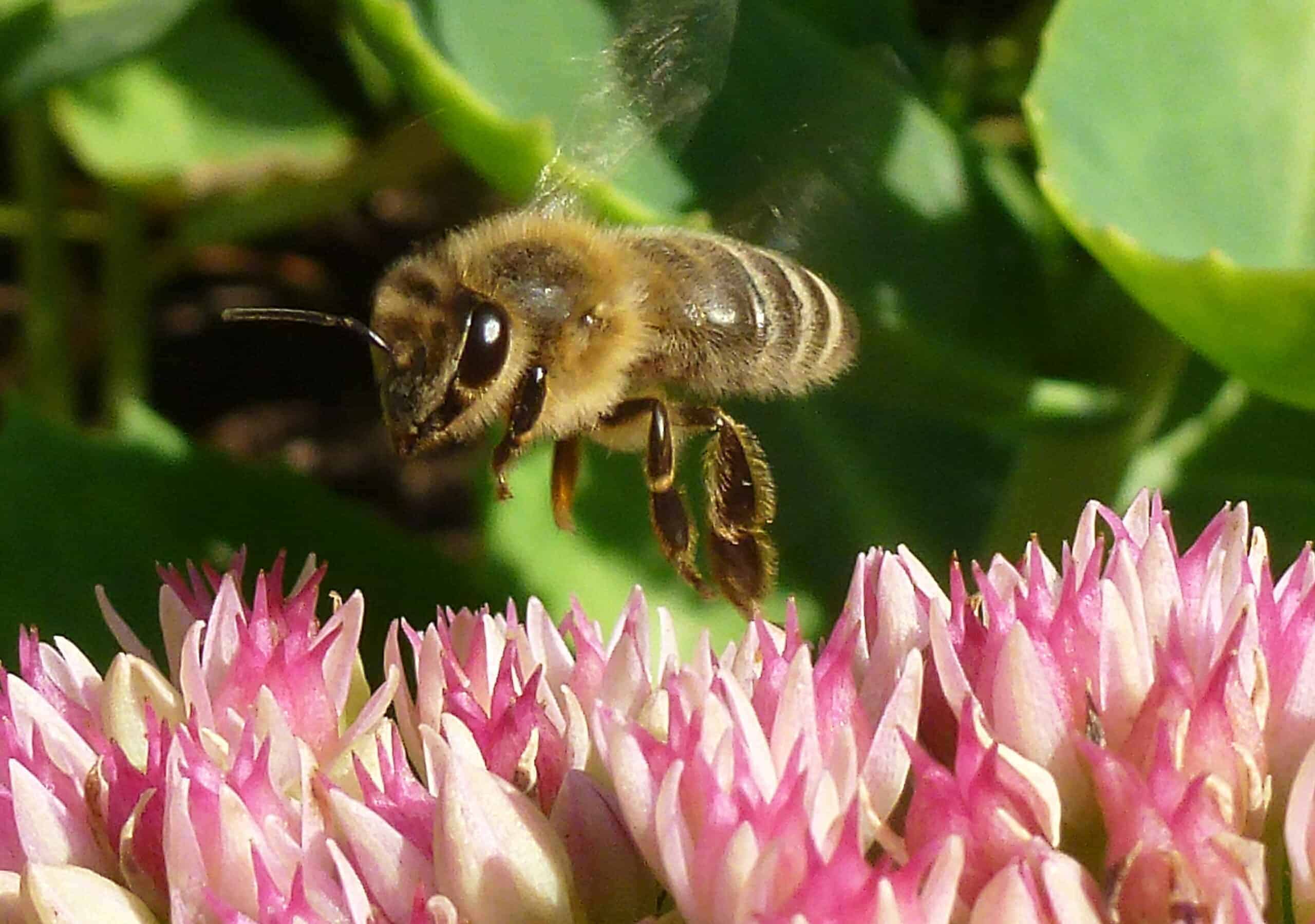 bee