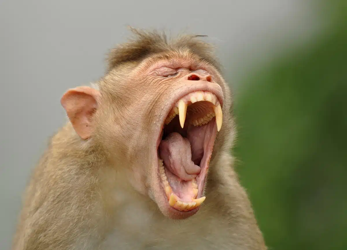 monkey bonnet macaque yawning