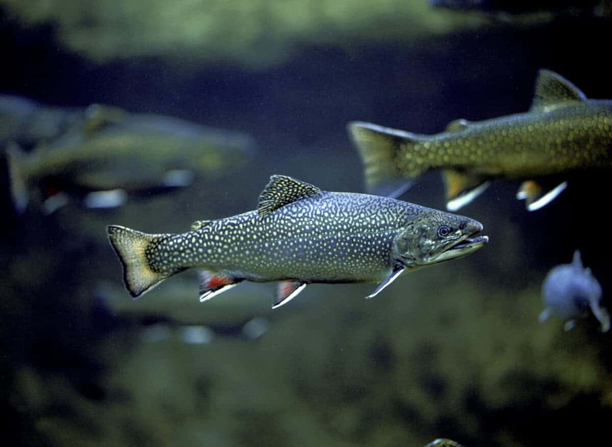 Brook Trout