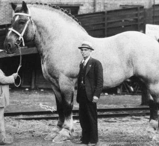 The Largest Horse Ever Recorded – Sampson