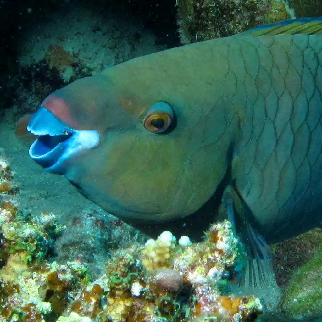 Parrot fish in the Red Sea