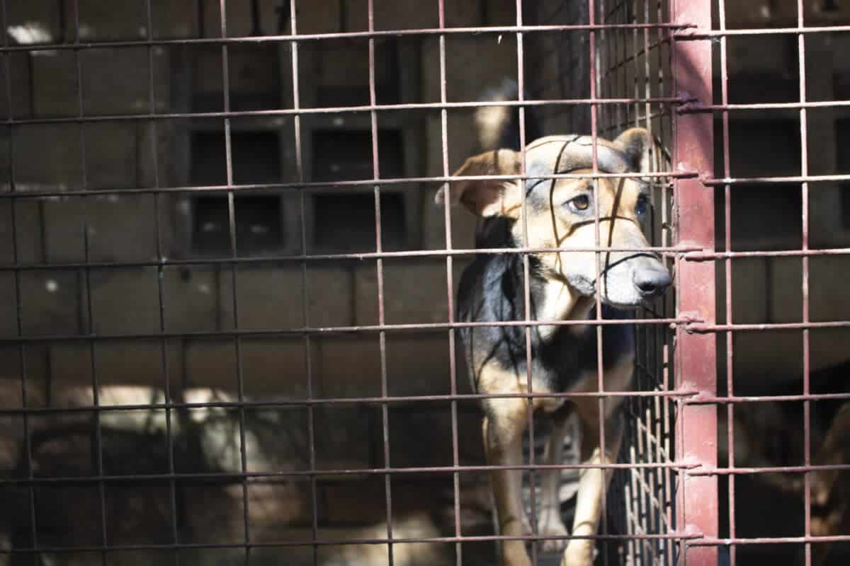 caged dog