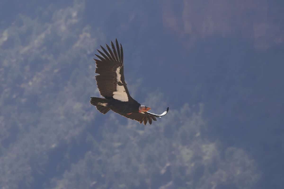 gymnogyps californianus, vulture, bird, prey, condor, California, white undersides, black plumage, bald head, very long wings, broad wings, white patches, underwing patches, naked head,