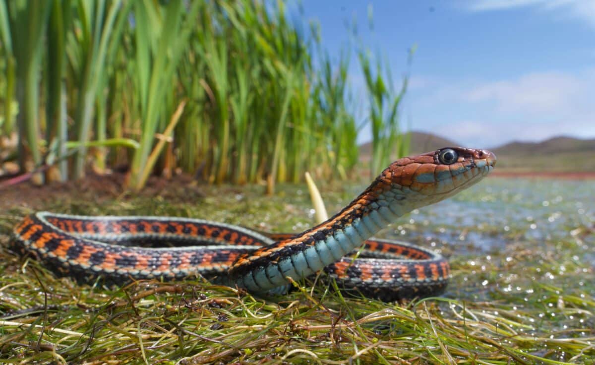 garter snake 