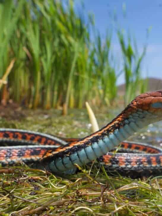 21 Signs of Venomous Snakes in Your Yard