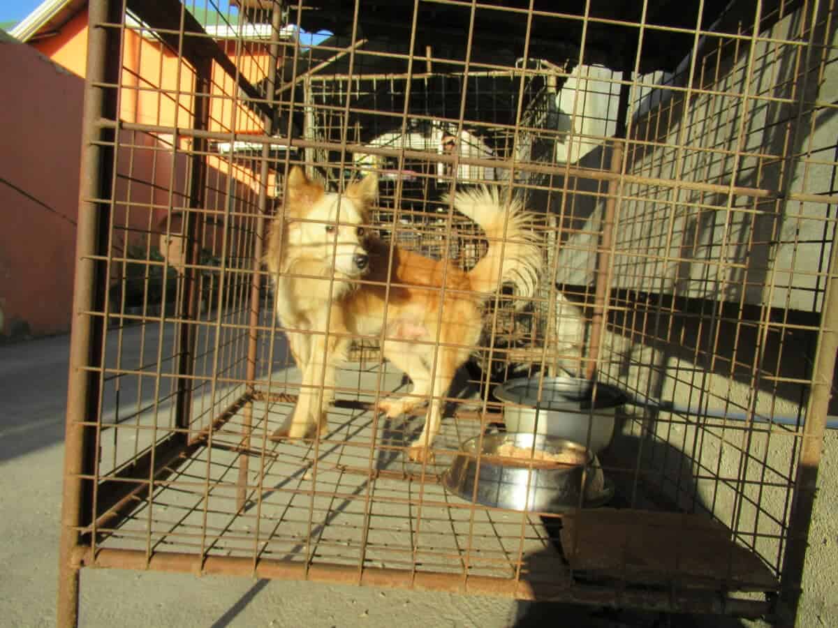 Dog in a cage