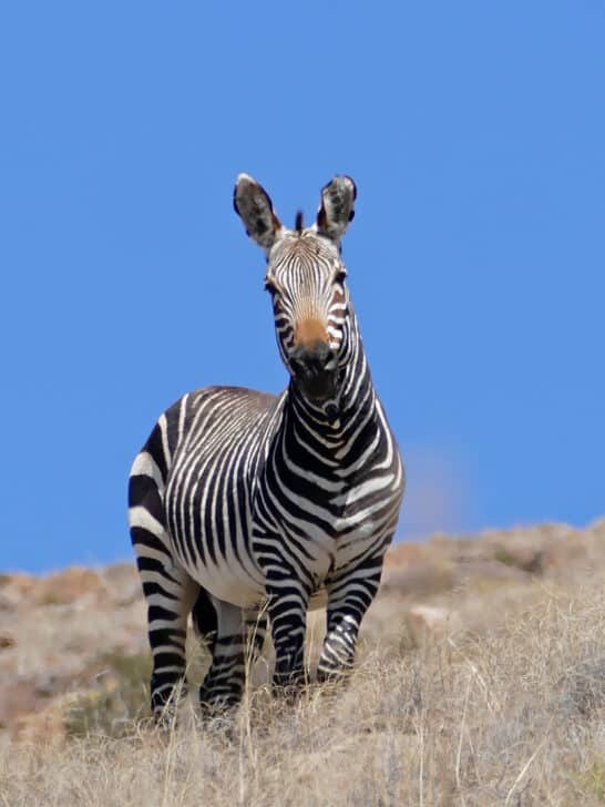 Rare Cape Mountain Zebra Foal Birth at Sanbona Reserve
