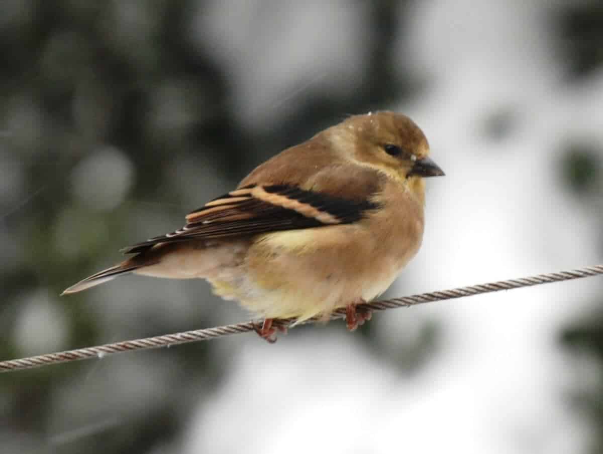 goldenfinch