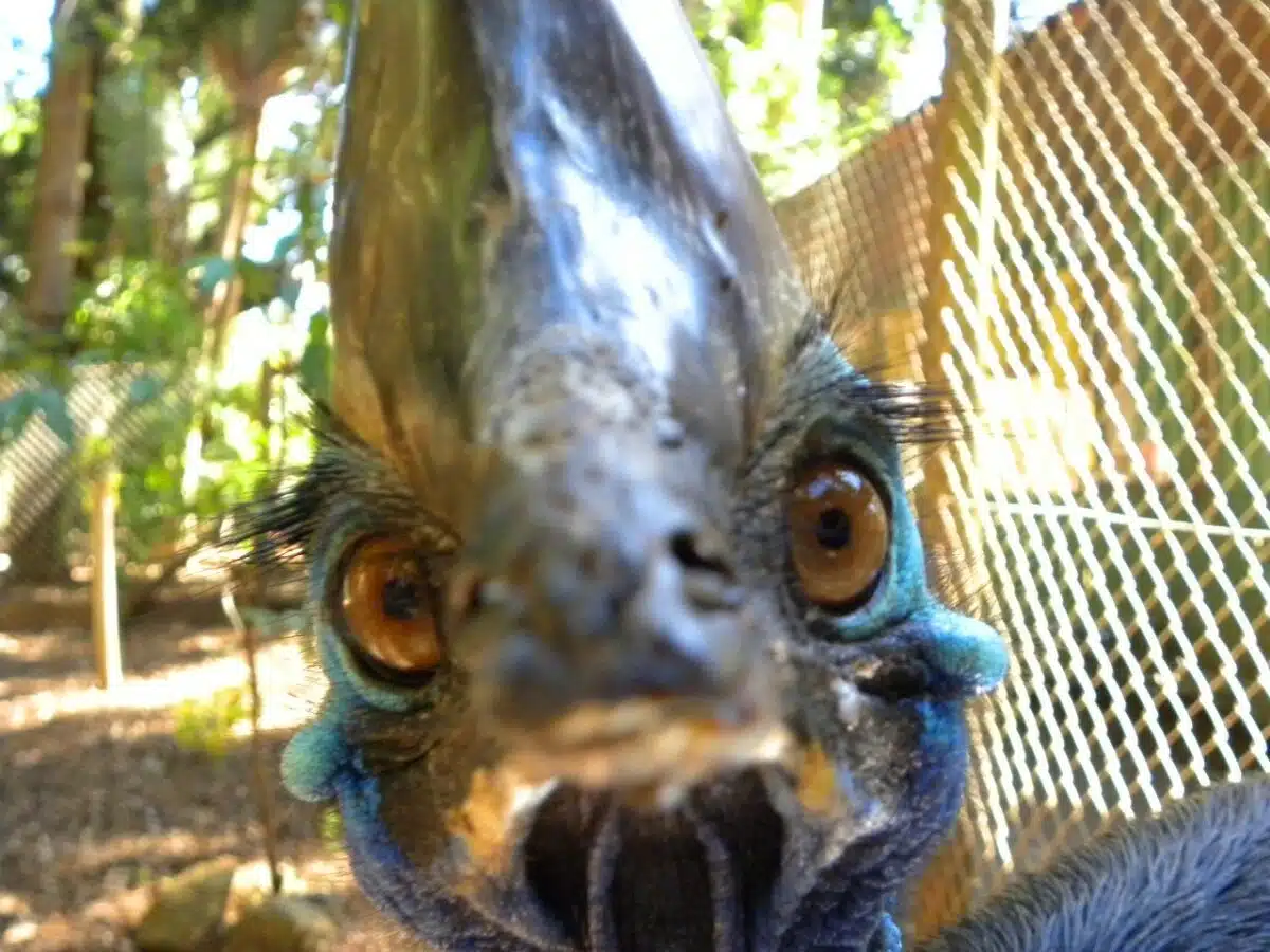 Cassowary