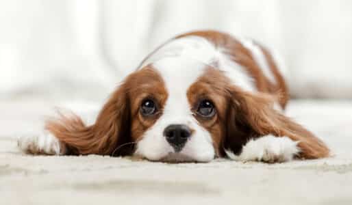 The Perfect Dog Breeds For People Who Love To Stay Home